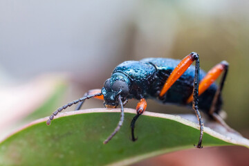 Real long horn weevil in close up view