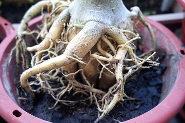 Close view of Adenium root for home gardening