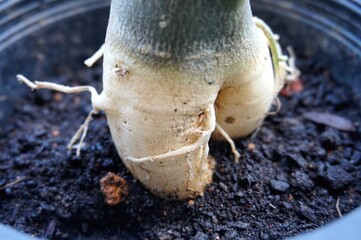 Close view of Adenium root for home gardening