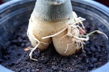 Close view of Adenium root for home gardening