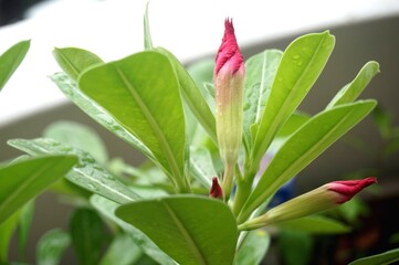 Obraz premium Close view of Red Adenium for home gardening
