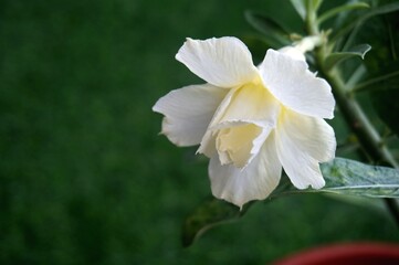 Obraz na płótnie Canvas Close view of white yellow Adenium for home gardening