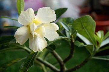Naklejka na ściany i meble Close view of white yellow Adenium for home gardening