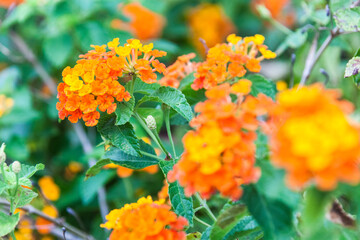 Close up view of Lantana camara for background