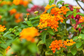 Close up view of Lantana camara for background