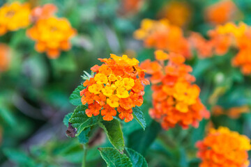 Close up view of Lantana camara for background