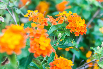 Close up view of Lantana camara for background