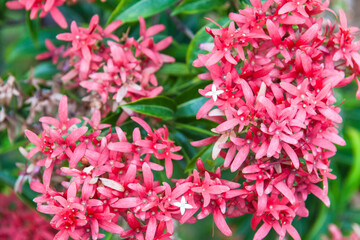 Close up view of small red flower for background