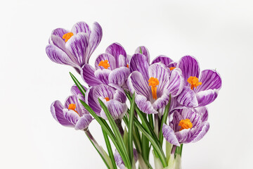 Beautiful violet colored crocuses flower on light background with copy space. Bright spring postcard for wishes and congratulations.