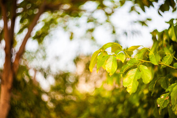 Blur abstract swirly bokeh background