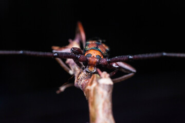 Real long horned weevil in close up view