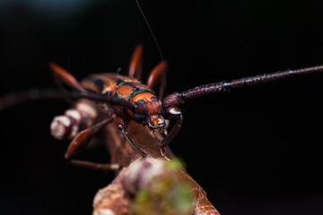 Real long horned weevil in close up view