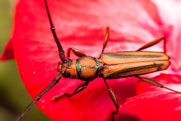 Real long horned weevil in close up view