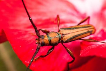 Real long horned weevil in close up view