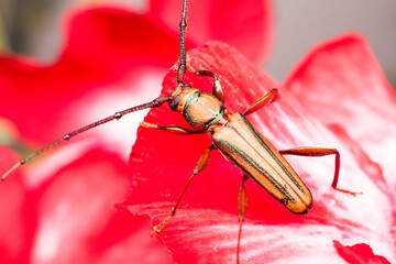 Real long horned weevil in close up view