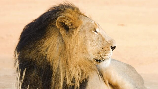 Male Lion sits on the ground least bothered about anyone around as he prepares for a morning sleep