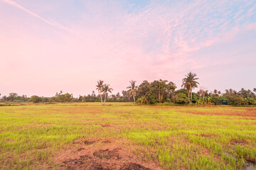 Paddy field view of sunrise or sunset background