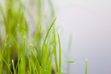 Green paddy plant reflection in close up