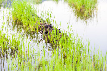 Green paddy plant reflection in close up
