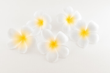 Fototapeta na wymiar exotic frangipani flower on the white background