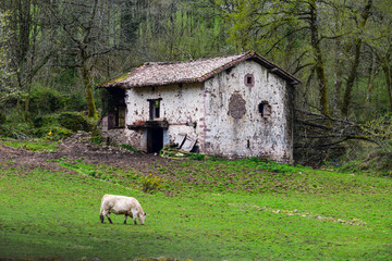 Cow n the farm