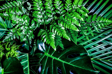 Monstera leaves and beautiful tropical fern leaves separate on a black background.