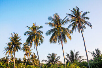 Isolated coconut tree view with blue background