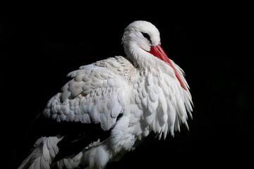 elegant white stork portrait black background bird portrait long red bill white feathers migration bird 
