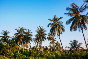 Naklejka na ściany i meble Isolated coconut tree view with blue background
