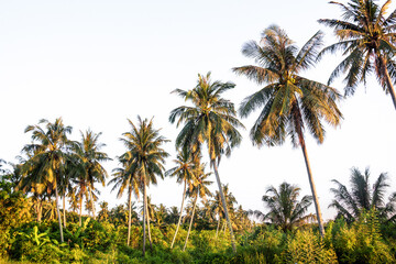 Fototapeta na wymiar Isolated coconut tree view with white background