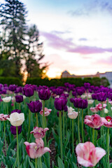 Fototapeta premium tulips