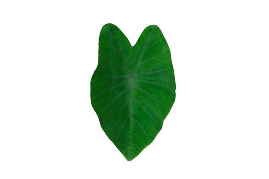xanthosoma sagittifolium schott / tania leaf isolated on white background