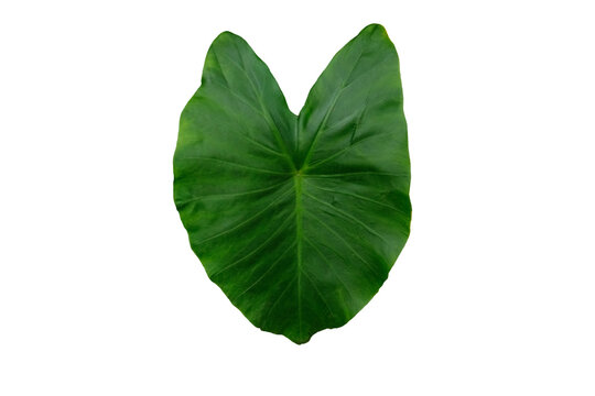 xanthosoma sagittifolium schott / tania leaf isolated on white background