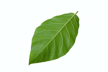 Fototapeta na wymiar carpathian walnut leaf isolated on white background