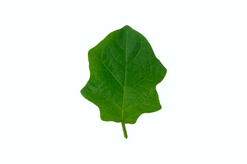 pea eggplant leaf isolated on white background