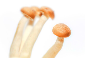 Organic mushroom background material picture