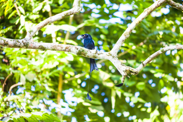 Real bird which called as Spangled Drongo view in close up in Penang Hill, Malaysia