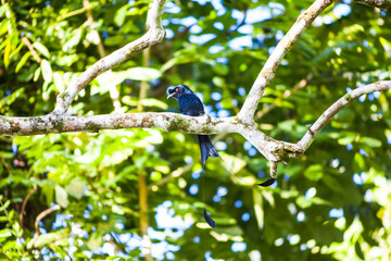 Real bird which called as Spangled Drongo view in close up in Penang Hill, Malaysia