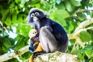 Real dusky leaf monkey in close up in Penang Hill, Malaysia