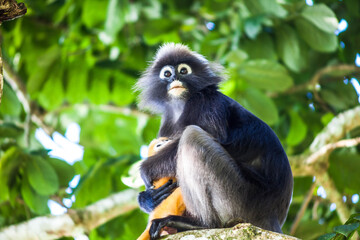 Real dusky leaf monkey in close up in Penang Hill, Malaysia