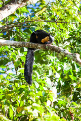Real bird squirrel in close up in Penang Hill, Malaysia
