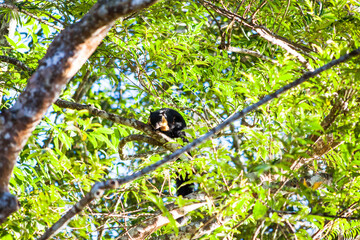 Real bird squirrel in close up in Penang Hill, Malaysia
