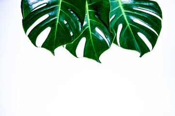 Beautiful Tropical Monstera leaf isolated on white background 
