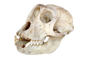Skull of monkey isolated on white background