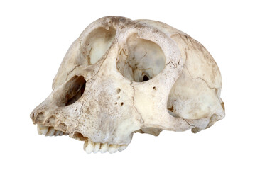 Skull of monkey isolated on white background