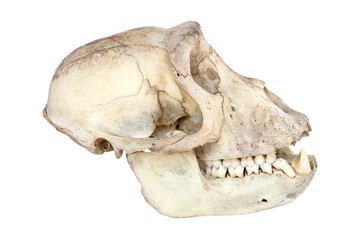 Fototapeta premium Skull of monkey isolated on white background