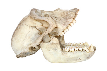 Naklejka premium Skull of monkey isolated on white background