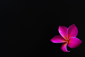 exotic frangipani flower on the black background