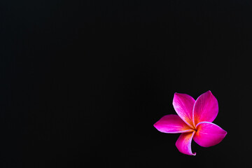 exotic frangipani flower on the black background