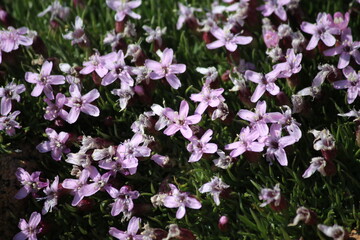 Obraz na płótnie Canvas Purple Alpine Flowers